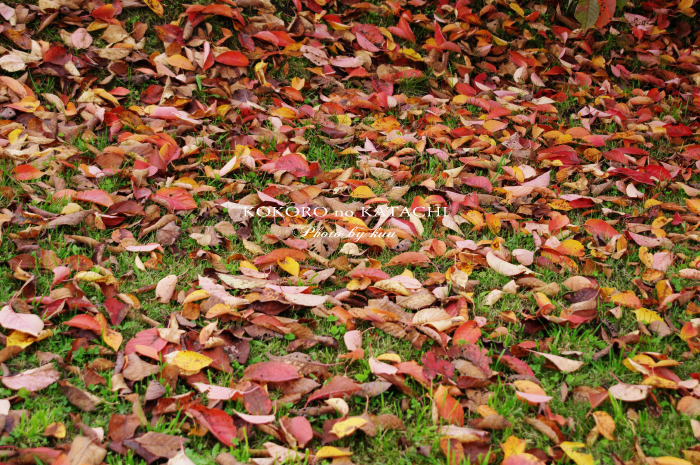 落ち葉の絨毯２