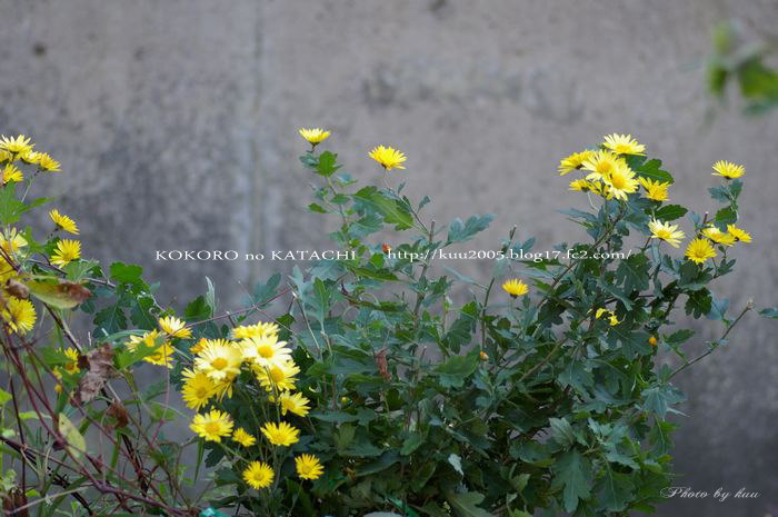 塀際の黄色の小菊