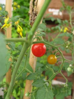 microminitomate_20110827153947.jpg