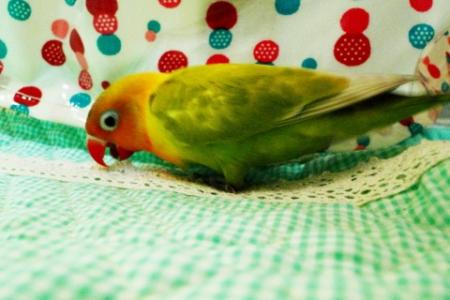 きなこ