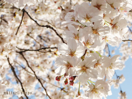 桜