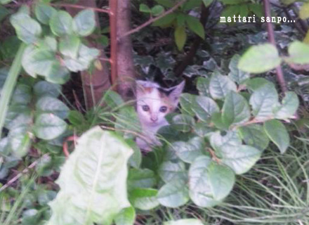 子猫