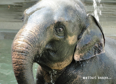 アジアゾウ