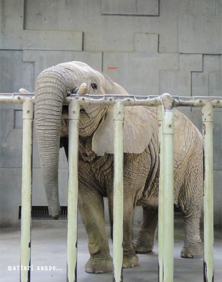 アフリカゾウ