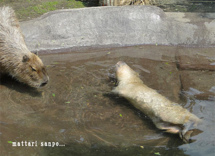水浴び中のカピバラさん