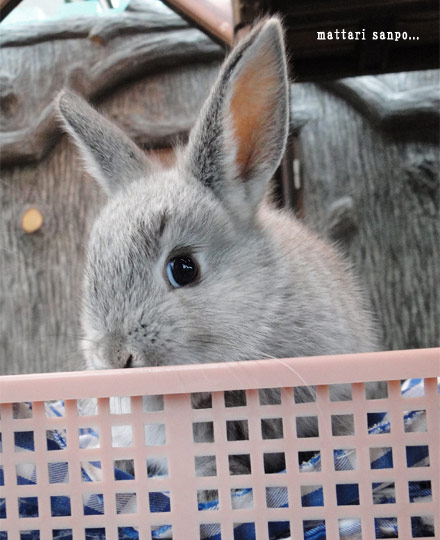 ウサギ