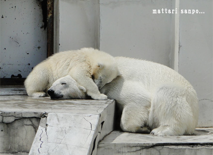 ホッキョクグマの親子