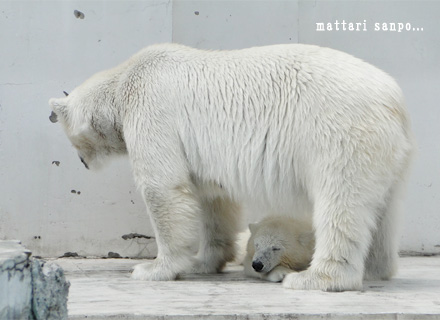 ホッキョクグマの親子