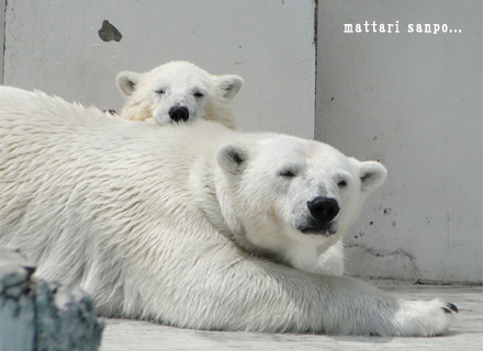 ホッキョクグマの親子