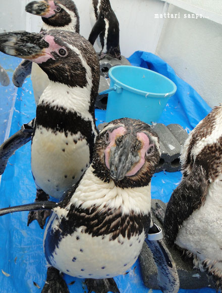 ペンギン