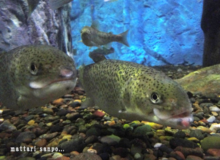 寒流水族館のお魚さん