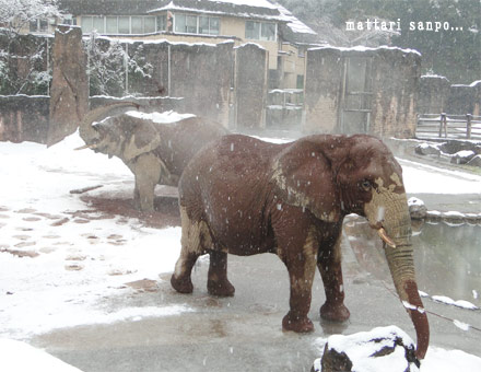 雪の中のアフリカゾウ