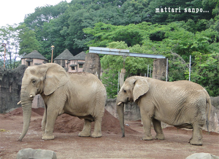 アフリカゾウ、マコちゃん