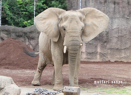 アフリカゾウ、マコちゃん