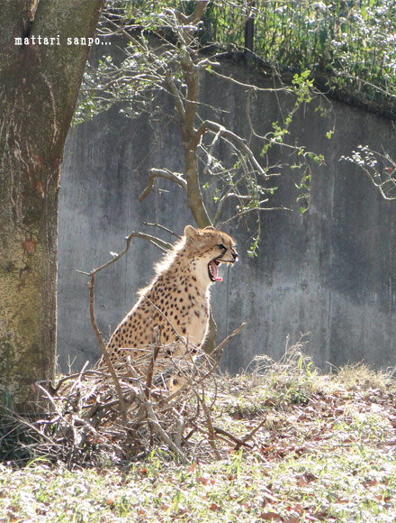 チーター