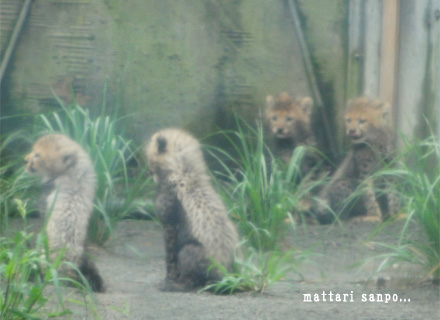 チーターの赤ちゃん
