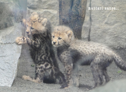 チーターの赤ちゃん