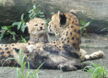 チーターの親子