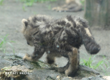キングチーター