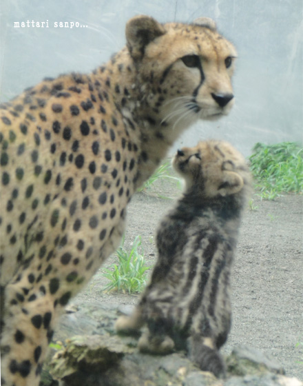 キングチーター
