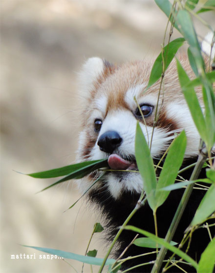 レッサーパンダ