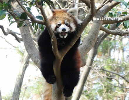レッサーパンダ