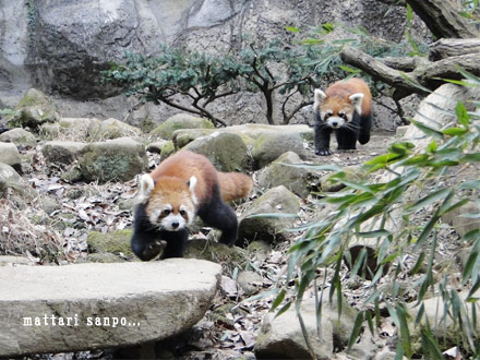 レッサーパンダ