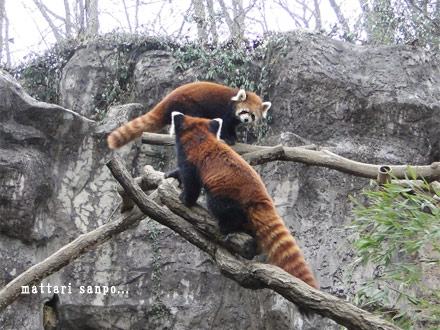 レッサーパンダ