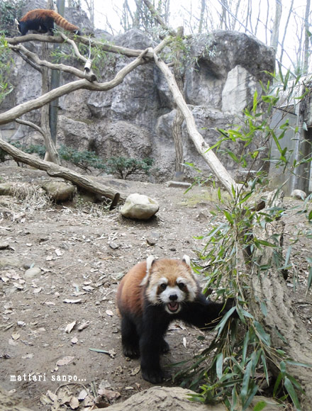 レッサーパンダ