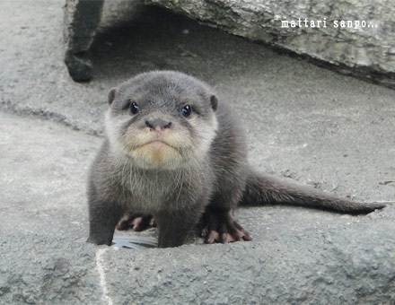 コツメカワウソの赤ちゃん