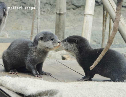 コツメカワウソ