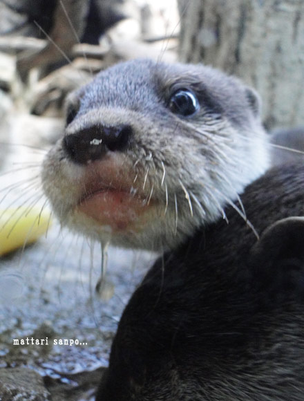コツメカワウソ