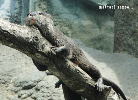 コツメカワウソ