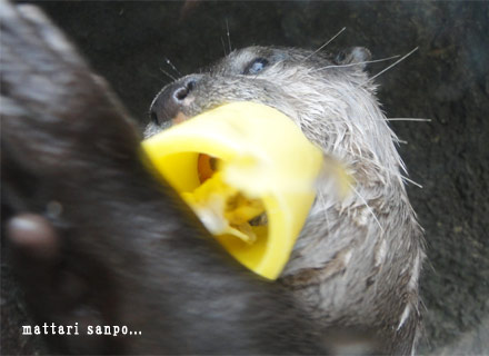 コツメカワウソ