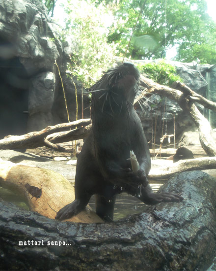 コツメカワウソ