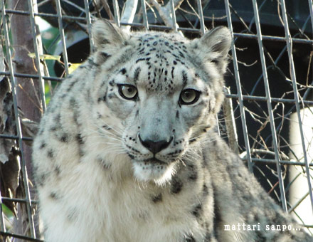 ユキヒョウ、ユッコ