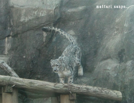 ユキヒョウ、ユッコ