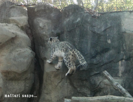 ユキヒョウ、ユッコ