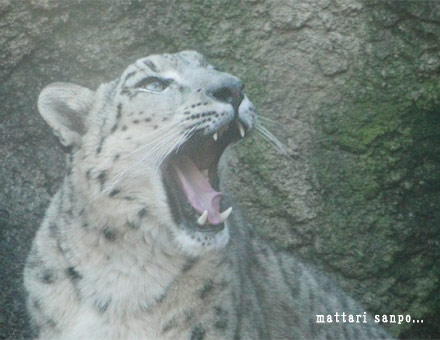 ユキヒョウ、ユッコ
