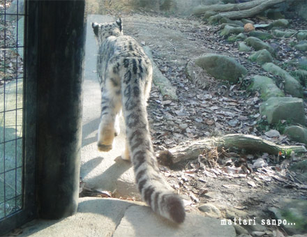 ユキヒョウ、ユッコ