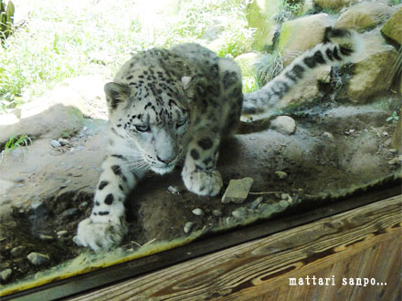 ユキヒョウ、ミミちゃん