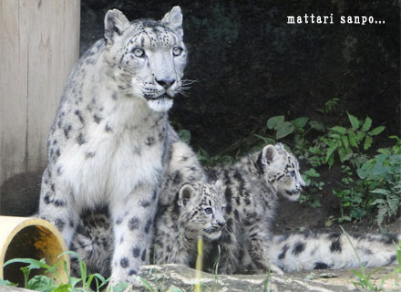 ユキヒョウの親子