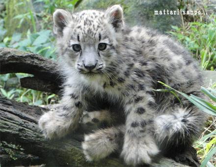 ユキヒョウの赤ちゃん