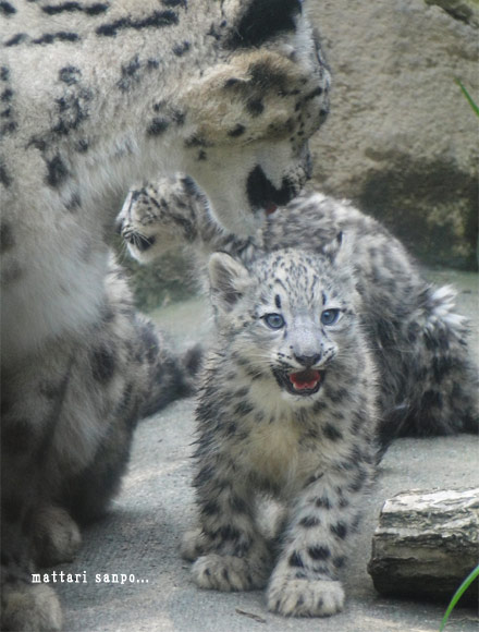 ユキヒョウの赤ちゃん