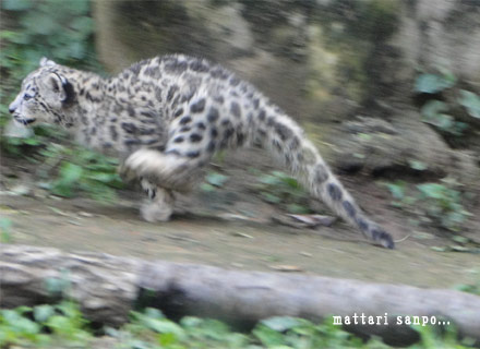 ユキヒョウの赤ちゃん