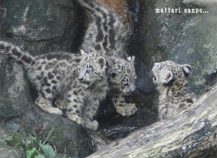 ユキヒョウの赤ちゃん