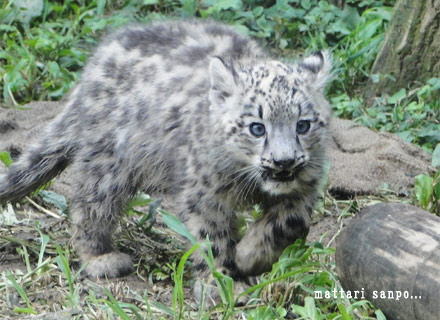 ユキヒョウの赤ちゃん