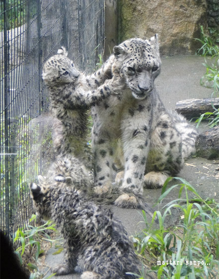 ユキヒョウの親子