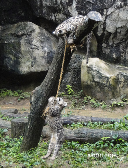 ユキヒョウの赤ちゃんたち