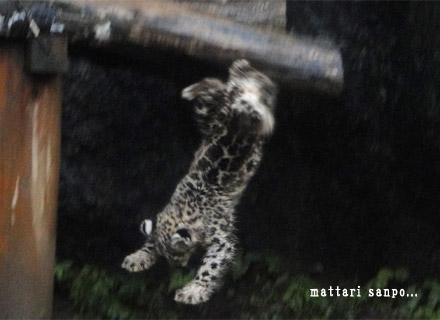 ユキヒョウの赤ちゃん